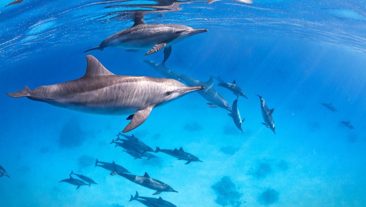 Delfini: chi sta osservando chi?