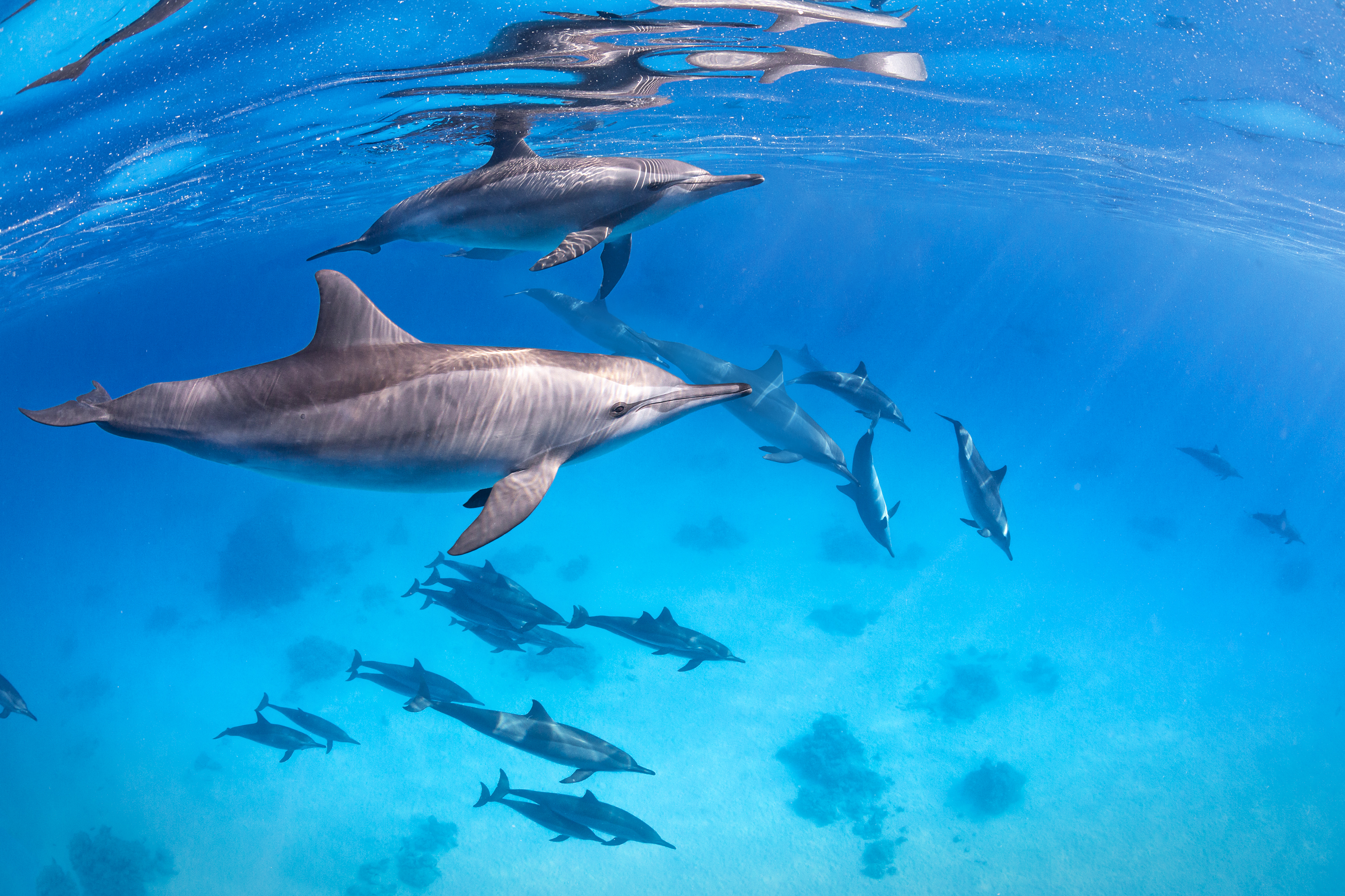 Delfini: chi sta osservando chi?
