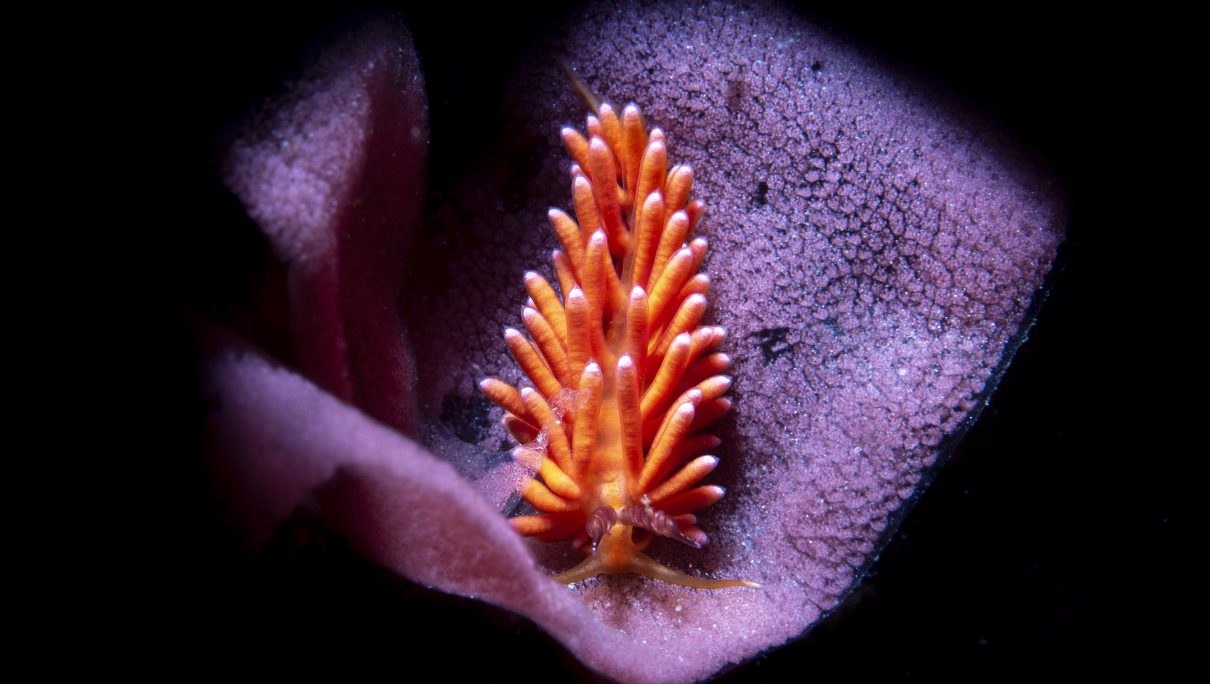 Nudibranchi: cosa resta buttando via la corazza