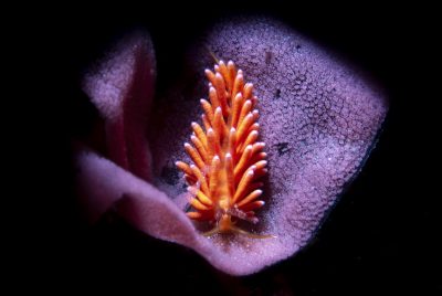 Nudibranchi: cosa resta buttando via la corazza