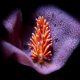 Nudibranchi: cosa resta buttando via la corazza