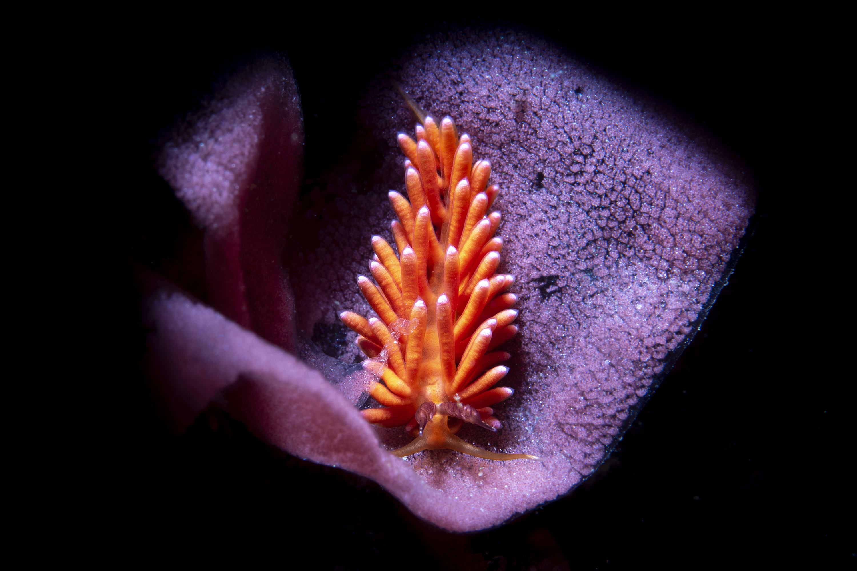 Nudibranchi: cosa resta buttando via la corazza