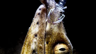 Simbiosi: il patto del reef
