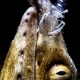 Simbiosi: il patto del reef