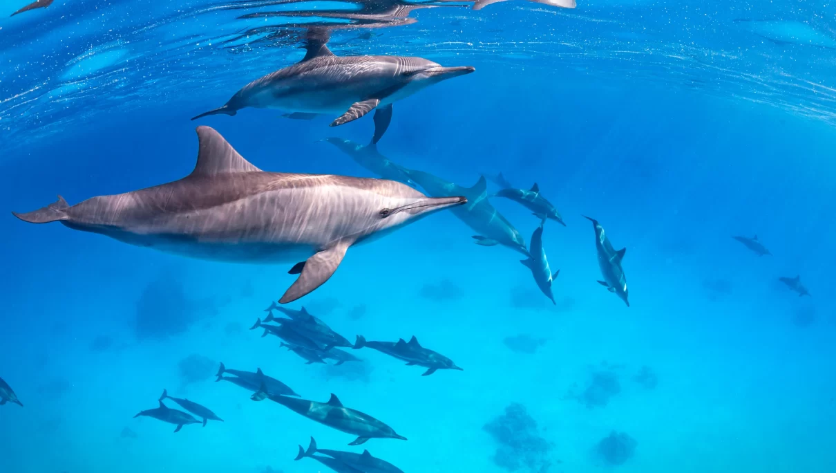 Delfini: chi sta osservando chi?
