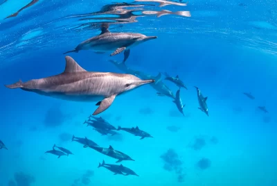 Delfini: chi sta osservando chi?