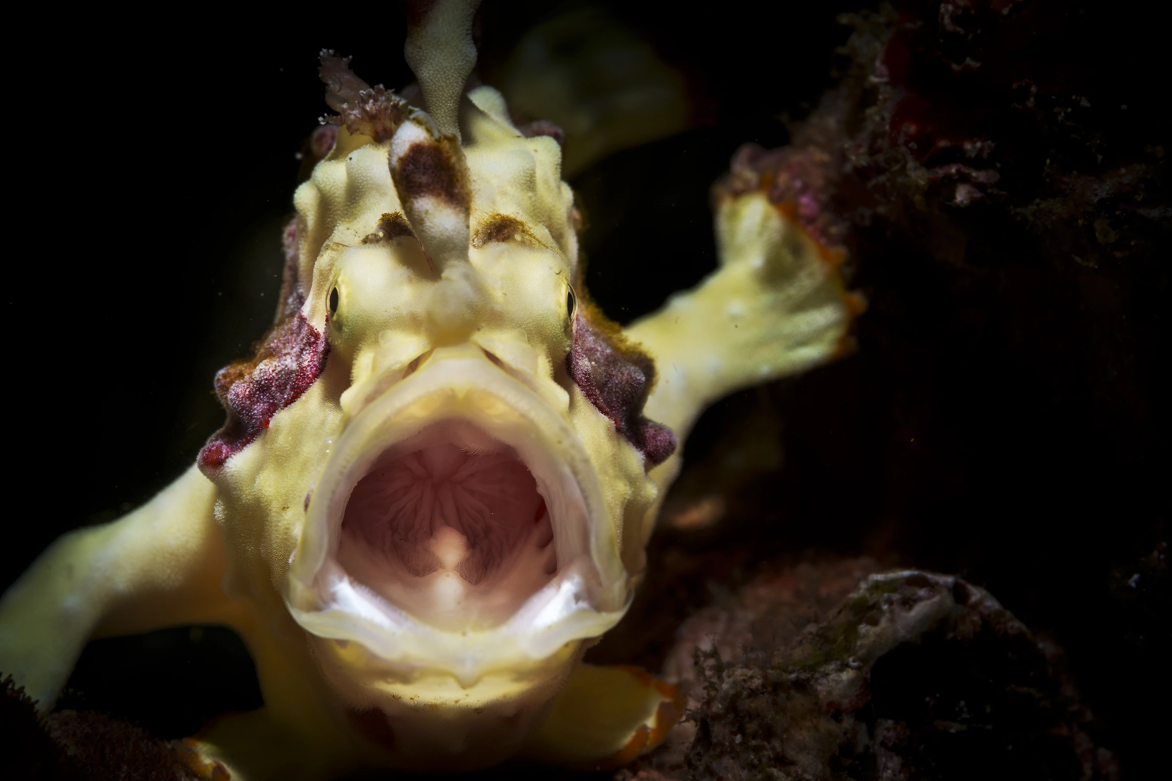 Pesce rana giallo con macchie bordeaux, visto di fronte con la bocca spalancata e le pinne pettorali aperte