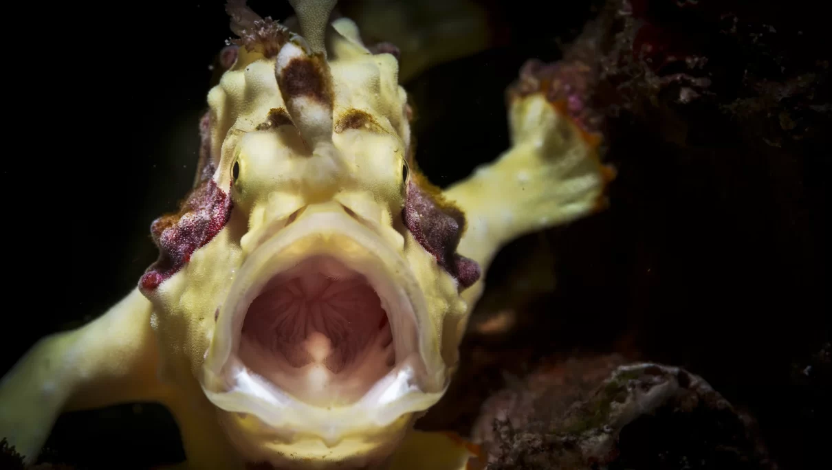 Frogfish: la pazienza armata