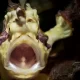 Frogfish: la pazienza armata