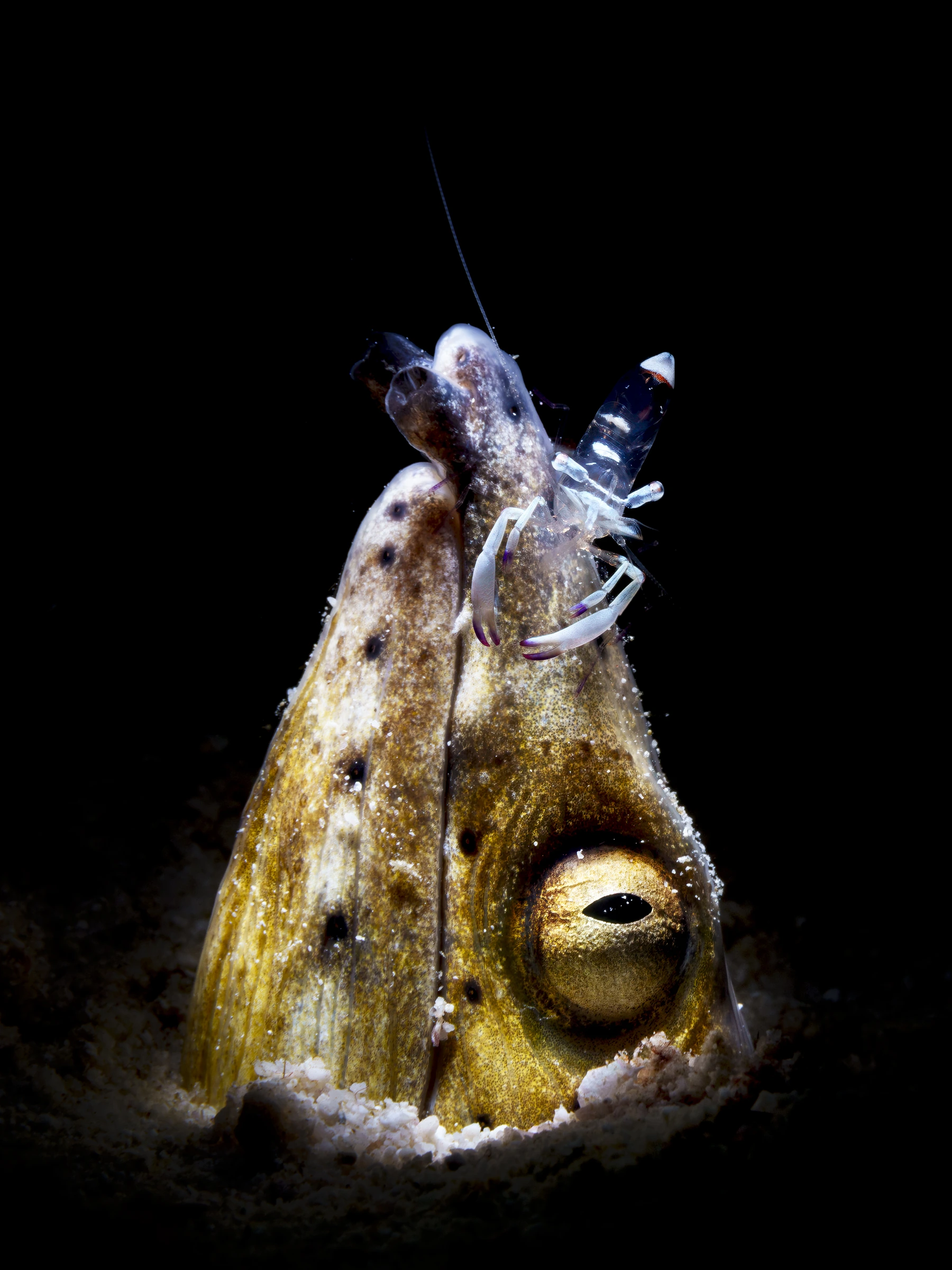 Gamberetto pulitore trasparente sulla testa di un pesce predatore adagiato sulla sabbia